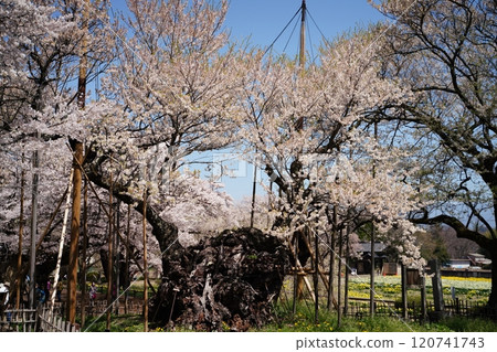 Yamataka Jindai Sakura, Hokuto City, Yamanashi 120741743