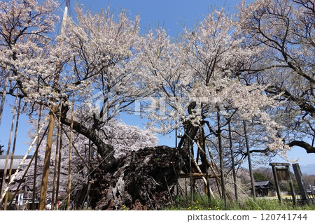 Yamataka Jindai Sakura, Hokuto City, Yamanashi 120741744