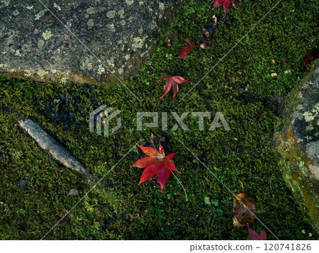 Fallen autumn leaves on stepping stones and moss in a Japanese garden 120741826