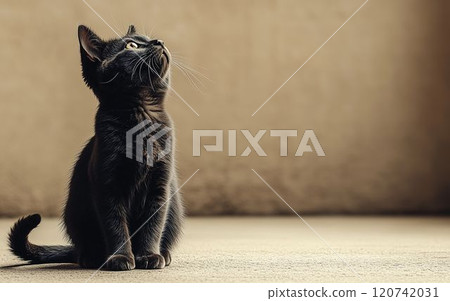 Sitting cat 120742031