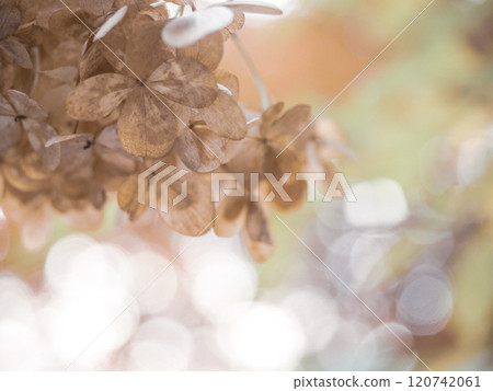 秋冬透明感的繡球花(1) 120742061