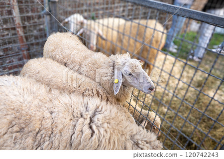 Flock of sheep in pen with woolly coats and ear tags. livestock farming Flock of sheep in pen with woolly coats and ear tags. livestock farming 120742243