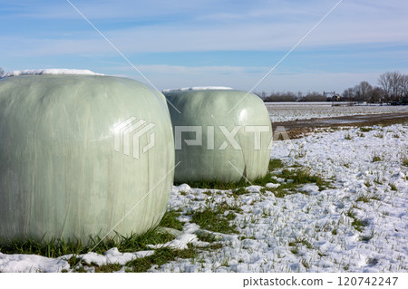 Snow-covered silage bales in winter farmland landscape Snow-covered silage bales in winter farmland landscape 120742247