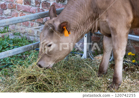 Young brown calf feeding on hay in a fenced pasture. Production meat and milk. livestock farming 120742255
