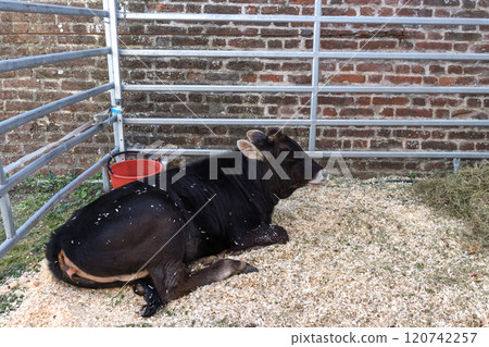 Resting Canannina cow in a barnyard enclosure with brick walls and bedding. Production meat and milk. livestock farming. Resting Canannina cow in a barnyard enclosure with brick walls and bedding. Production meat and milk. livestock farming. 120742257