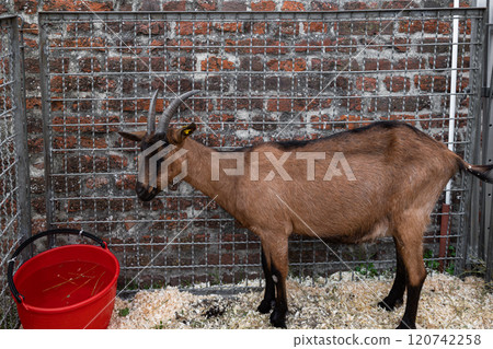 Brown goat in pen in rural farm beside red bucket against brick wall enclosure.Production meat and milk. livestock farming. 120742258