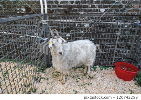 White goat standing in a pen with red bucket. Angora goat. Production meat and milk. livestock farming. 120742259