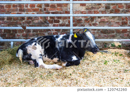 Resting cow in barn with brick wall and straw bedding. Production meat and milk. Belgian Blue. livestock farming. 120742260