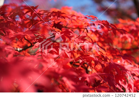 鮮紅的秋葉 120742452