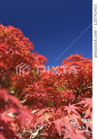 藍天和秋葉 藍天和秋葉 120742453