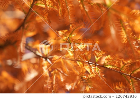 Metasequoia with autumn leaves 120742936
