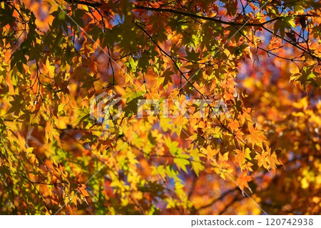Momiji who changed leaves 120742938