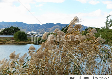 Dead grass by the river swaying in the autumn wind 120743075