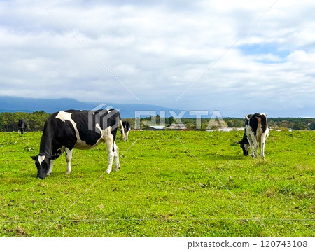 Grazing Holstein 120743108