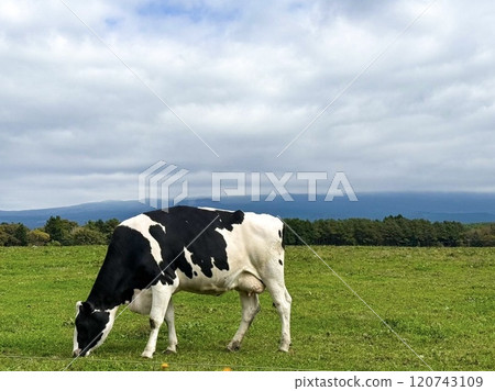 Dairy cows grazing on grass 120743109