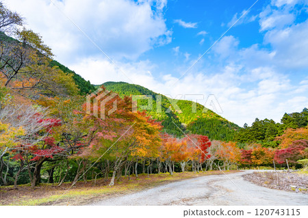 Namezawa Valley in autumn foliage season, Izu City, Shizuoka Prefecture 120743115