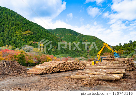 Lumber yard forestry image 120743116