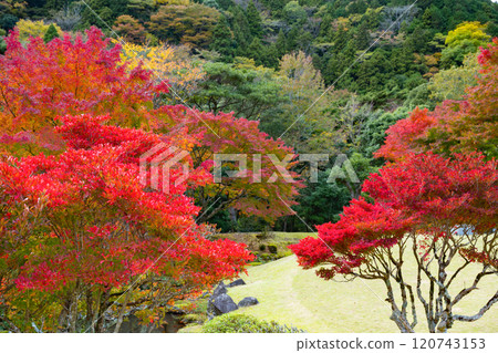 Izu City, Shizuoka Prefecture - Autumn leaves at Amagigoe Roadside Station (Showa no Mori Hall) Izu City, Shizuoka Prefecture - Autumn leaves at Amagigoe Roadside Station (Showa no Mori Hall) 120743153