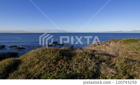 三浦半島的黑崎之花冬天 三浦半島的黑崎之花冬天 120743250