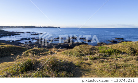 三浦半島的黑崎之花冬天 三浦半島的黑崎之花冬天 120743251