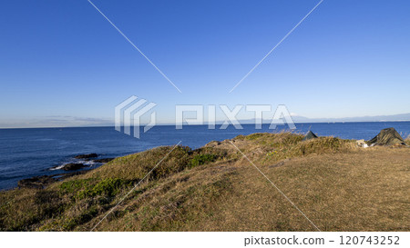 三浦半島的黑崎之花冬天 120743252
