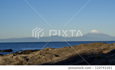 三浦半島的黑崎之花冬天 三浦半島的黑崎之花冬天 120743261