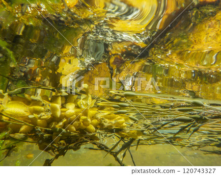underwater view of floating seaweed on the surface underwater view of floating seaweed on the surface 120743327