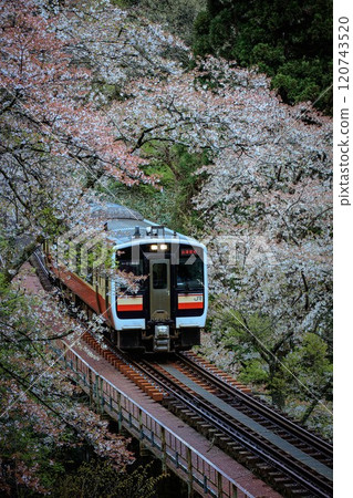 A Tadami Line train running through a tunnel of cherry blossoms (Yanaizu Town, Fukushima Prefecture, mid-April) 120743520