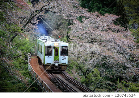 The first train on the Tadami Line runs through a tunnel of cherry blossoms with its headlights on (Yanaizu Town, Fukushima Prefecture, late April) 120743524