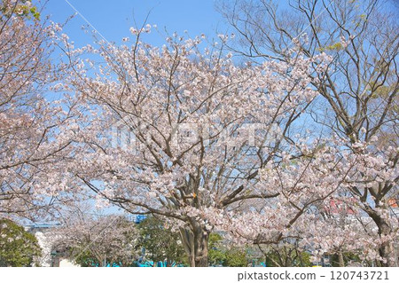 Cherry tree in full bloom 120743721