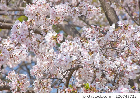 Cherry blossoms in full bloom Cherry blossoms in full bloom 120743722