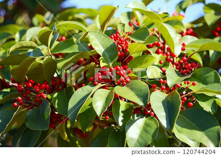 鮮紅色的果實吸引小鳥 120744204