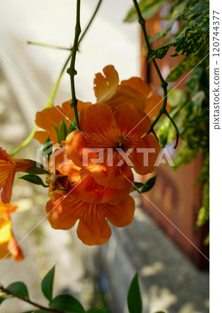 Flower of a novice kazura 120744377