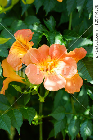 Flower of a novice kazura 120744379