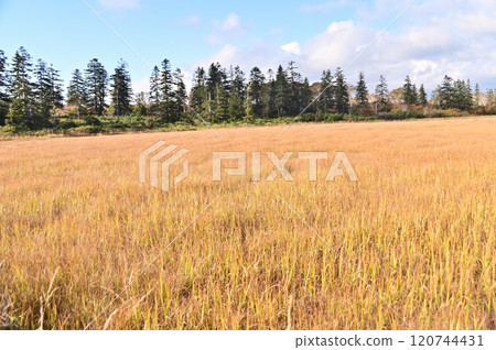 Marshland covered with yellow maple leaves 120744431