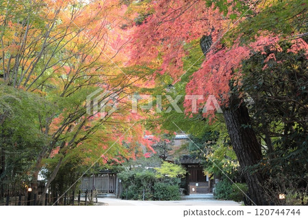 京都府宇治市宇治神社參道上的紅葉 120744744