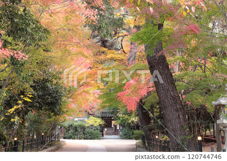 京都府宇治市宇治神社參道上的紅葉 120744746