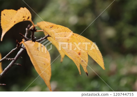 河津櫻花的黃葉 120744755