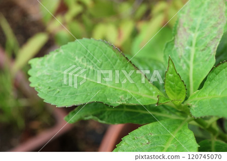 從插枝長出的年輕繡球花葉子 120745070