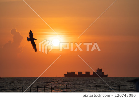 Silhouette of seagull flying on sunset with cargo ship Silhouette of seagull flying on sunset with cargo ship 120745096