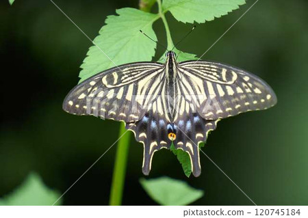 Close-up of a swallowtail butterfly resting on a leaf Close-up of a swallowtail butterfly resting on a leaf 120745184