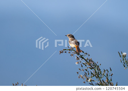雌性達烏爾紅尾鴝,冬鳥,深秋遷徙到農田 02 雌性達烏爾紅尾鴝,冬鳥,深秋遷徙到農田 02 120745504