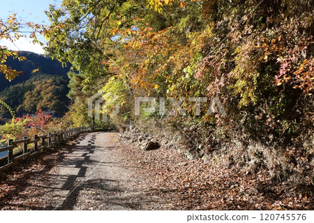 Autumn leaves 120745576