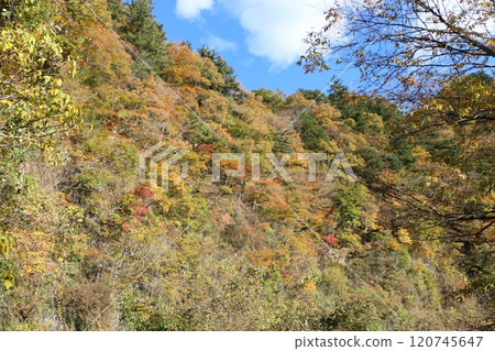 Autumn leaves 120745647