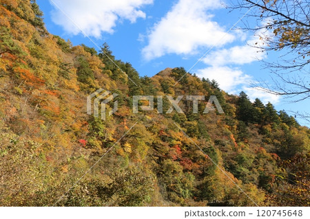 Autumn leaves 120745648