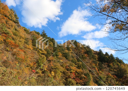 Autumn leaves 120745649