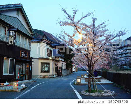 Evening view and cherry blossoms at night at Atsumi Onsen, Tsuruoka City, Yamagata Prefecture 120745706