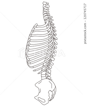 Structure of ribs and thoracic vertebrae Skeleton Side view Medical 120745717