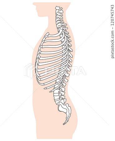 肋骨和胸椎的結構骨骼側視圖醫學 120745743