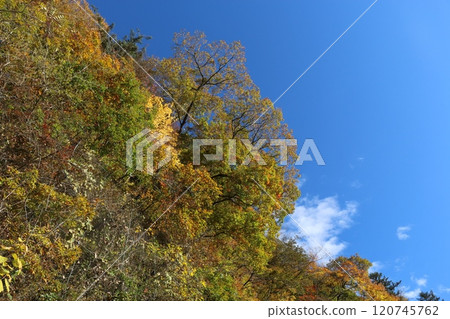Autumn leaves Autumn leaves 120745762